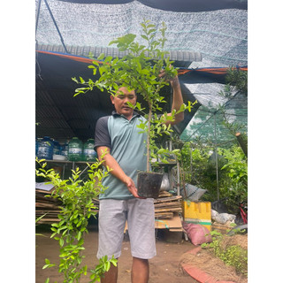 CÂY SƠRI THÁI Quang.Phú,CÂY CHIẾT CÀNH