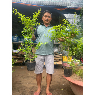 CÂY SƠRI THÁI Quang.Phú,CÂY CHIẾT CÀNH