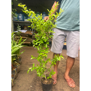 CÂY SƠRI THÁI Quang.Phú,CÂY CHIẾT CÀNH