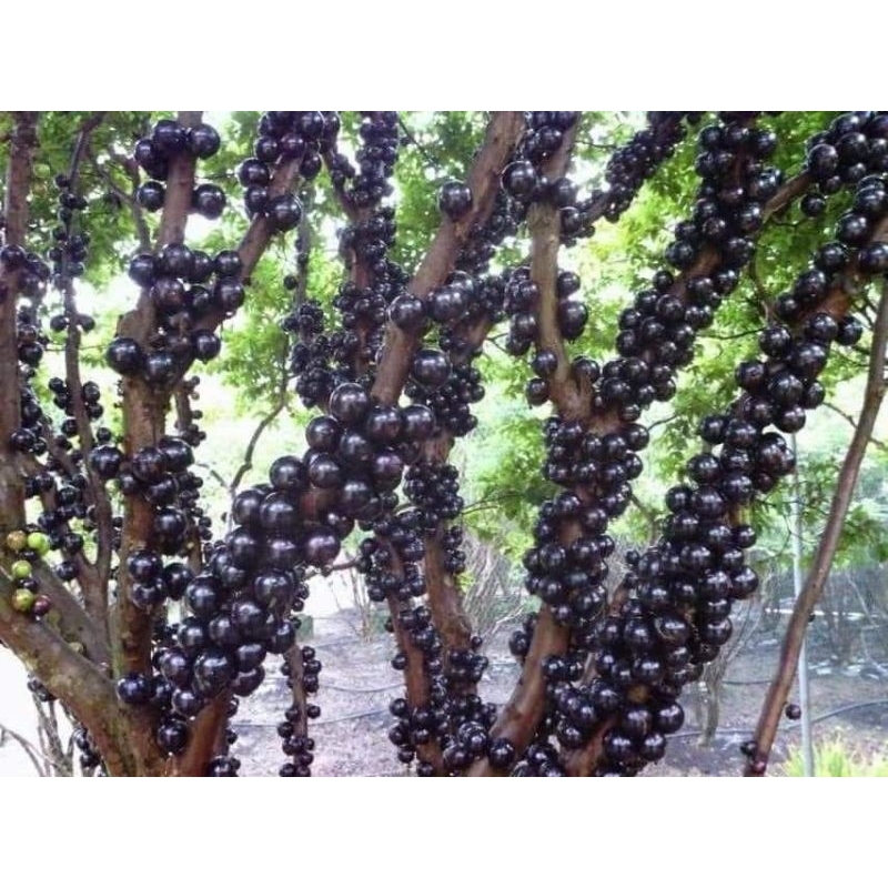 Nho thân gỗ 12 vụ ra trái quanh năm