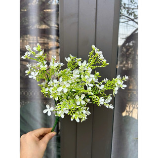 Dương xỉ cụm- HOA GIẢ,HOA LỤA