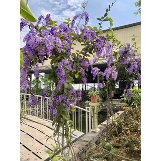 Combo 2 Cây Mai xanh Thái 20-25cm (hình thật 2) hoa quanh năm trồng ban công, vòm cổng