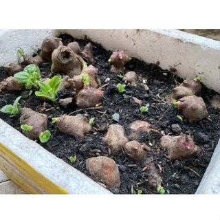 Cùi Giống KHOAI SÂM ĐẤT Cao sản vùng Lào Cai Y Tý