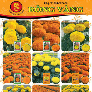 Gói lớn 1GR (300-400 hạt) Hạt giống Vạn Thọ Rồng Vàng cao cấp, hoa to, nảy mầm mạnh