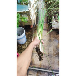 Cỏ Nến [ Bồn Bồn ] 🪴🥰 ☘️ Rau Bồn Bồn 🌾🥦 Mình cắm vào nước vẫn lên và đẻ nhánh nha ae 🥰