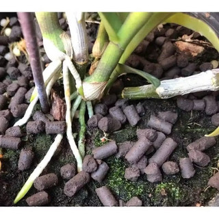PHÂN TRÙN QUẾ HỮU CƠ DẠNG VIÊN 1kg