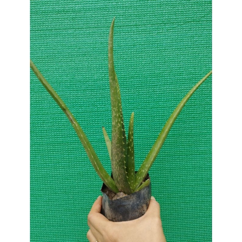 Cây Nha Đam con làm giống (Nha Đam M.ỹ, cây to nhiều bẹ, thịt dày)