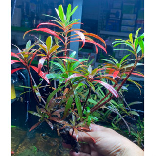 Cây mị nương - cây thủy sinh trang trí setup bể thuỷ sinh, hồ cá, bể bán cạn