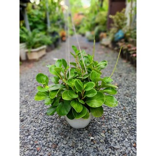 Cây trường sinh để bàn 20-30cm  (đã bật hỏa tốc HCM)