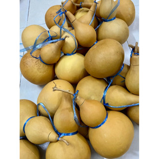 Bầu Hồ Lô  Tự Nhiên  đựng được nước, trang trí phong thuỷ