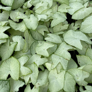 Caladium Moonlight trắng tựa ánh trăng rằm, chậu cây giống, cây bán được chụp thực tế tại vườn nhà, sắc lá trắng đẹp