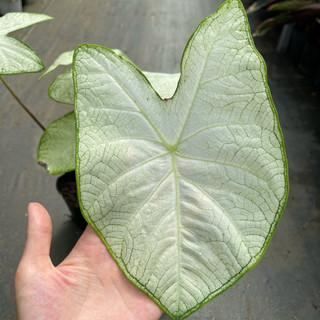 Caladium Moonlight trắng tựa ánh trăng rằm, chậu cây giống, cây bán được chụp thực tế tại vườn nhà, sắc lá trắng đẹp