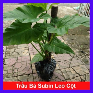 Cây Trầu Bà Subin Leo Cột (Cao 1m) Philodendron Subincisum - cây cảnh trong nhà tạo không gian xanh