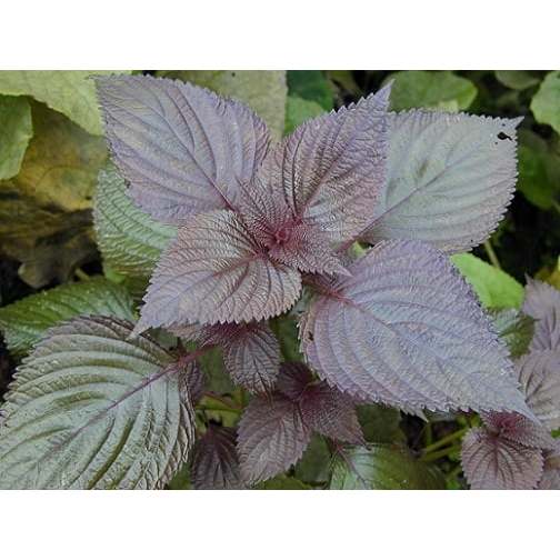 Hạt giống tía tô hàng công ty HAGI.SHOP