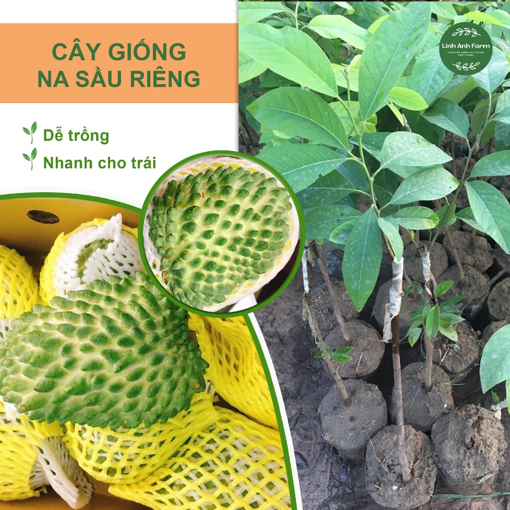 Cây GIỐNG na sầu riêng khổng lồ  -PHÂN BÓN NPK