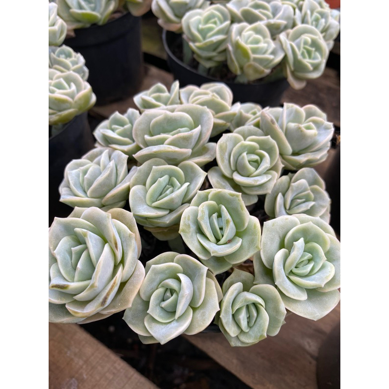 Cây sen đá hoa hồng hà lan🌵 ❣ [Chính hãng]⚡ [Ảnh thật] ❤ [FreeShip] ✈ [Có sẵn]