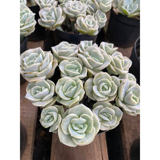 Cây sen đá hoa hồng hà lan🌵 ❣ [Chính hãng]⚡ [Ảnh thật] ❤ [FreeShip] ✈ [Có sẵn]