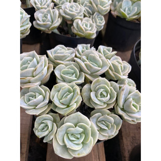 Cây sen đá hoa hồng hà lan🌵 ❣ [Chính hãng]⚡ [Ảnh thật] ❤ [FreeShip] ✈ [Có sẵn]