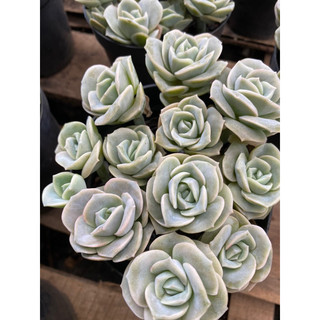 Cây sen đá hoa hồng hà lan🌵 ❣ [Chính hãng]⚡ [Ảnh thật] ❤ [FreeShip] ✈ [Có sẵn]