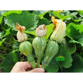 Hạt giống bí đậu ăn non Katora
