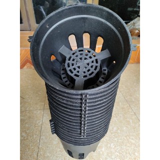 Combo 10 chậu lan đen phi 21