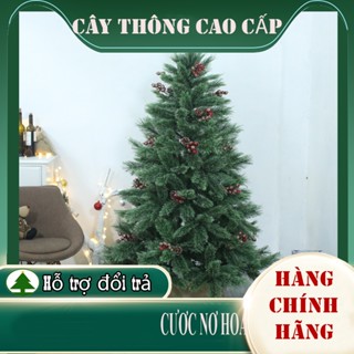CÂY THÔNG CƯỚC NỞ HOA TẶNG SAO ĐỈNH