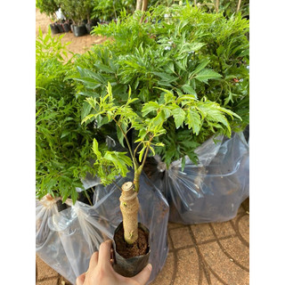 Cây Giống Đinh Lăng Nếp