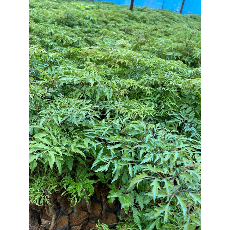 Cây Giống Đinh Lăng Nếp