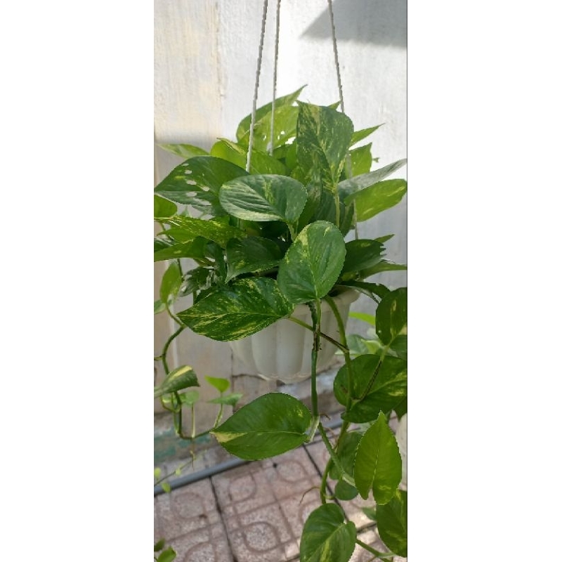 Chậu cây trầu bà.