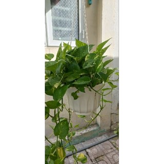 Chậu cây trầu bà.