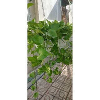 Chậu cây trầu bà vàng