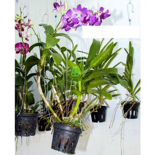 Móc Treo Chậu Cây Vuonbabylon, Treo chậu Lan, cây kiểng Thiết Kế Tối Giản, Thẩm Mỹ, Dễ Sử Dụng có 2 size 60cm và 70cm