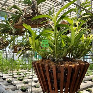 Móc Treo Chậu Cây Vuonbabylon, Treo chậu Lan, cây kiểng Thiết Kế Tối Giản, Thẩm Mỹ, Dễ Sử Dụng có 2 size 60cm và 70cm