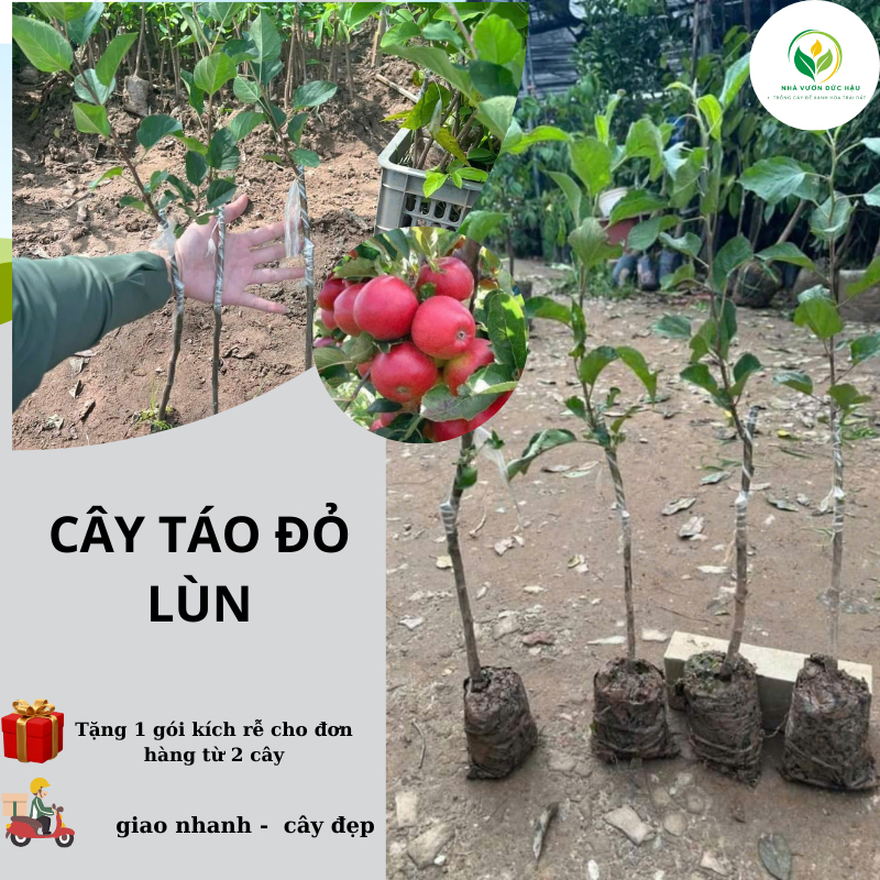 cây TÁO ĐỎ LÙN F1 ( chuẩn giống) táo tây quả to F1