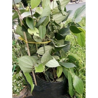 Chậu cây tiêu có hoa quả ( tiêu làm gia vị...)