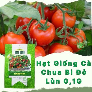 Hạt Giống Cà Chua Bi Đỏ Lùn Rạng Đông, Nảy Mầm Tốt, Năng Suất Cao, Dễ Trồng, Sai Trái Vuonbabylon - Gói 0.1G
