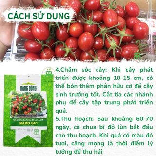Hạt Giống Cà Chua Bi Đỏ Lùn Rạng Đông, Nảy Mầm Tốt, Năng Suất Cao, Dễ Trồng, Sai Trái Vuonbabylon - Gói 0.1G