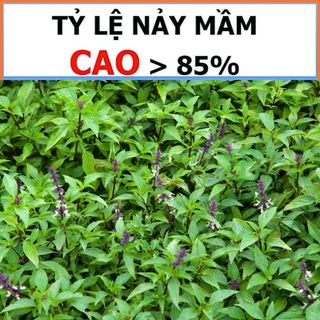 Hạt Giống Rau Quế Lá To Rạng Đông, Thơm Ngon, Nảy mầm Tốt, Dễ Trồng Vuonbabylon - Gói 10G