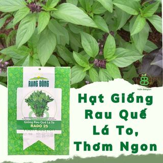 Hạt Giống Rau Quế Lá To Rạng Đông, Thơm Ngon, Nảy mầm Tốt, Dễ Trồng Vuonbabylon - Gói 10G