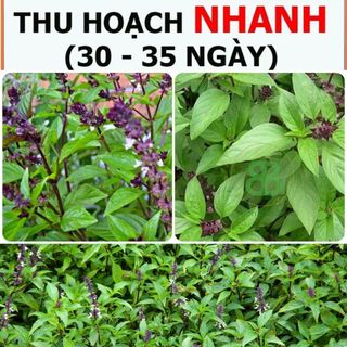 Hạt Giống Rau Quế Lá To Rạng Đông, Thơm Ngon, Nảy mầm Tốt, Dễ Trồng Vuonbabylon - Gói 10G