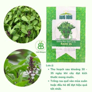 Hạt Giống Rau Quế Lá To Rạng Đông, Thơm Ngon, Nảy mầm Tốt, Dễ Trồng Vuonbabylon - Gói 10G