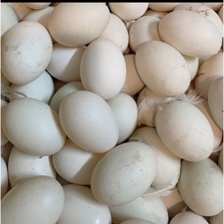 10 Quả Trứng Vịt to thả đồng bao t.ư.ơ.i mới luộc chiên ăn đều đc