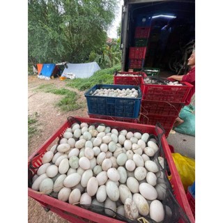 10 Quả Trứng Vịt to thả đồng bao t.ư.ơ.i mới luộc chiên ăn đều đc
