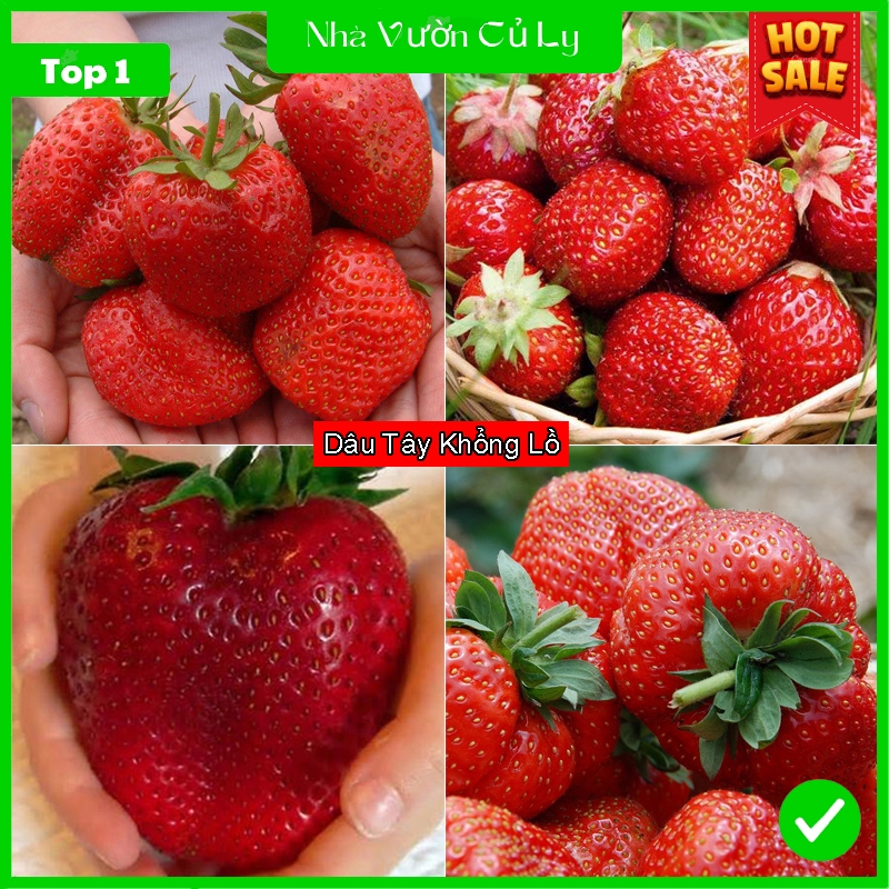Hạt Giống Dâu Tây Khổng Lồ F1 Loại Chịu Nhiệt Dễ Trồng Dễ Chăm Sóc Gói 50 hạt Tỉ lệ nảy mầm 90 - 95%