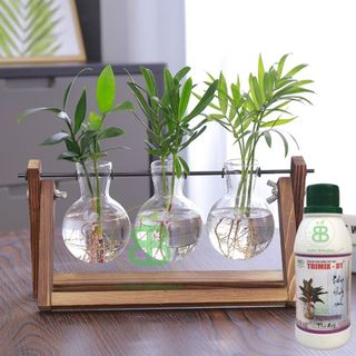 Dung Dịch Thủy Canh Kiểng , Tăng Cường Dinh Dưỡng Cho Cây - Chai 100ML