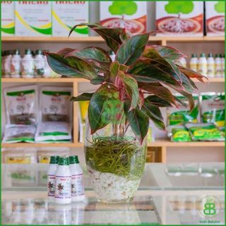 Dung Dịch Thủy Canh Kiểng , Tăng Cường Dinh Dưỡng Cho Cây - Chai 100ML
