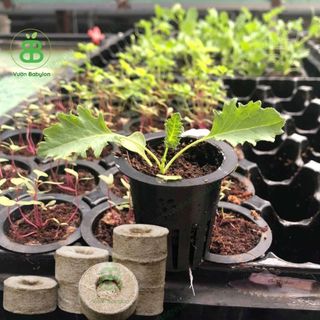 Viên Nén Xơ Dừa Ươm Cây , Phù Hợp Ươm Hạt Giống, Ngó Dâu Tây, Trồng Rau Thủy Canh - Set 5/10 Viên