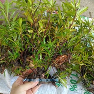  mị nương trang trí bể bán cạn  bể cá  bể thủy sinh  size 25cm  