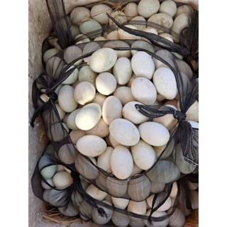 10 Quả Trứng Vịt to thả đồng bao t.ư.ơ.i mới luộc chiên ăn đều đc