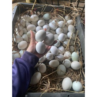 10 Quả Trứng Vịt to thả đồng bao t.ư.ơ.i mới luộc chiên ăn đều đc